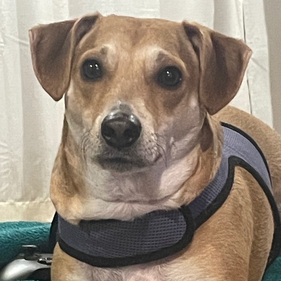 Meet your Posher, Leelian - Picture 1 of 1